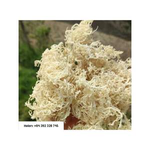 สาหร่ายทะเลดิบจากเวียดนามสำหรับทำแคปซูลซีมอส คอมโบสาหร่ายทะเลบริสุทธิ์ ขายส่งจำนวนมาก สาหร่ายทะเลแห้งในเวียดนาม - Product Image 3