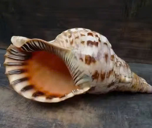 Conchas de tritón de trompeta masculina al mejor precio, conchas marinas de patrón de alta calidad para manualidades del proveedor Vietnam para exportación - Product Image 4