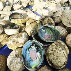 เปลือกหอยเป๋าฮื้อขัดเงาธรรมชาติ ราคาถูก สีรุ้ง ใช้สำหรับรมควัน อาหารสัตว์เลื้อยคลาน ของตกแต่ง ของขวัญ AMELIA +84855014447 - Product Image 2