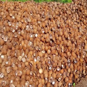 En stock Coquille de noix de coco Meilleur prix sur le marché disponible avec livraison rapide Obtenez un produit de coquille de la meilleure qualité à vendre - Product Image 2