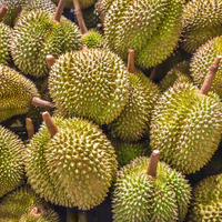 Durian Vers Fruit Bij Voorkeur Voor Veel Durian-Liefhebbers En Kinderen Verse D103 Van Vietnam Wholesale Premium Hoogwaardig Heerlijk