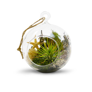 HCH0104-ใสแขวนแก้ว Terrarium/เชิงเทียน-4 "x 5" - Product Image 5