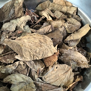 Daun Sirih Kering Premium 100% Alami untuk Penggunaan Tradisional, Obat Herbal, Perawatan Mulut, dan Kesehatan
