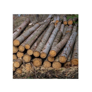 Troncos de Álamo en Secciones de 3, 4 y 6 Metros para un Transporte y Procesamiento Eficientes en Aserraderos y Plantas de Chapa, Exportación al por Mayor - Product Image 4