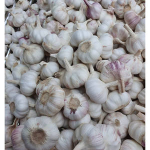 Ajo fresco de grado premium: aroma natural de origen británico de cultivo más nuevo cuidadosamente empaquetado para restaurantes y mercados mayoristas - Product Image 5