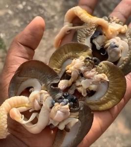 Compre Caracoles Gigantes Africanos Frescos, Vivos o Congelados y Procesados, con Entrega Rápida, Precio Accesible, de un Proveedor Confiable en Bélgica - Product Image 4