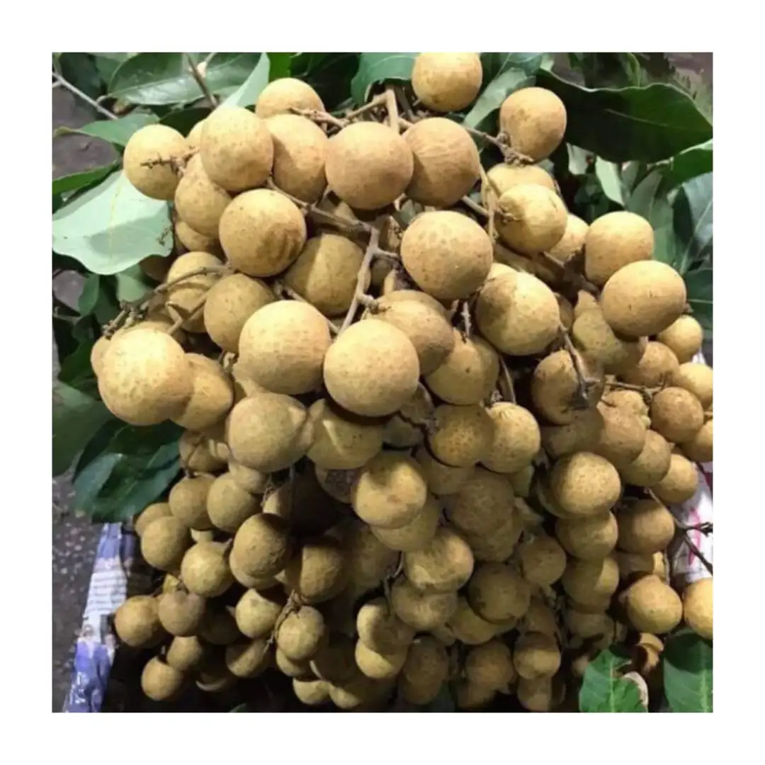 Hochwertige frische Früchte 100 % reine natürliche günstige frische Longan guter Preis Vietnam Schlussverkauf Tropenfrüchte