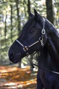 Arc-en-ciel Bling Cheval Équestre Halter À La Mode Camouflage Pliable En Cuir Noir Élégant Cheval Accessoire - Product Image 3