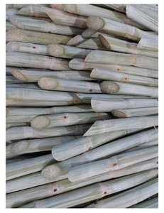 TOP QUALITY 2023 - FROZEN SUGARCANE/ FROZEN FACTORY IQF for FRESH SUGARCANE FROM 99GD VIET NAM - Product Image 6