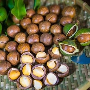แมคคาเดเมียนัทขายส่ง คุณภาพพรีเมียมธรรมชาติ สำหรับของว่าง วัตถุดิบเบเกอรี่ และขายปลีก ผู้จัดจำหน่ายจากเวียดนาม - Product Image 1