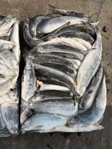 Frozen IQF Pacific Herring <b>Fish</b> Wholesale Edible 12 Months Shelf Life Price - Product Image 6