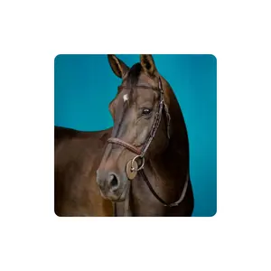 New Heavy Horse/Draft Horse Bridle éphémère