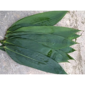 ใบไผ่อบแห้งขนาดใหญ่สำหรับร้านอาหารซูชิญี่ปุ่นขนาด100ซม. แห้งและแช่แข็งเวียดนาม - Product Image 3