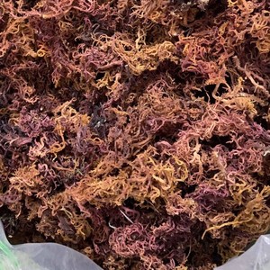 ต้นมอสทะเลสีขาวแห้งแบบพรีเมี่ยมจากเวียดนาม Eucheuma cottonii สาหร่ายสีทองไอริช - Product Image 4