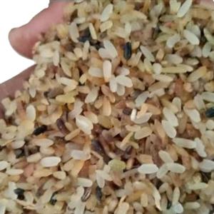 Rejet du riz d'Inde pour l'alimentation animale - Product Image 2