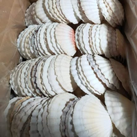 AUTHENTIQUES COQUILLAGES VIETNAMIENS-FOURNITURE EN GROS POUR LA DÉCORATION