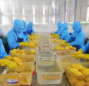 Dried Mango Vietnamese Tropical Fruit Slices Chewy And <b>Sweet</b> For Snacking Desserts Confectionery And Baking - Product Image 5