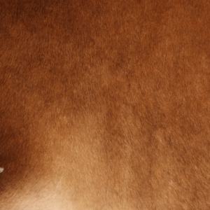 Tapis décoratif en cuir de vachette naturel de qualité supérieure - Product Image 3