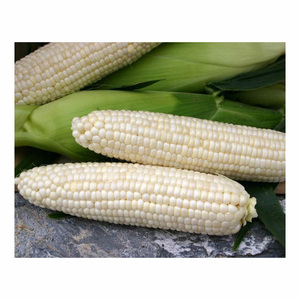 Maíz blanco no GMO secado al aire/granos de maíz blanco precio barato - Product Image 4