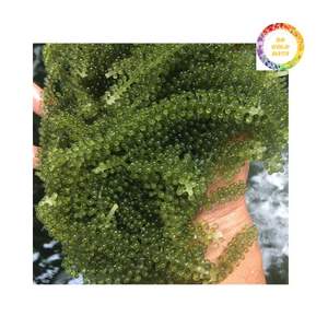 Offre commerciale en gros séchée de raisins de mer de haute qualité - Product Image 6