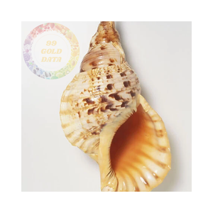 Coquillages de trompette de qualité supérieure à des prix de gros compétitifs-beaux et naturels - Product Image 6