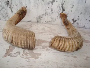 Longue corne de bélier écologique avec forme unique faite à la main et idéale pour les pièces d'art montage mural ou les conceptions inspirées de la nature - Product Image 3