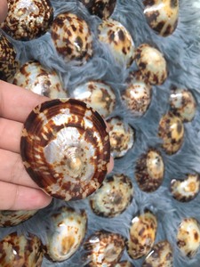 Concha de Limpet Seleccionada, Concha Natural Premium para Decoración, Proyectos de Manualidades, Suministro para Exportación - Product Image 4