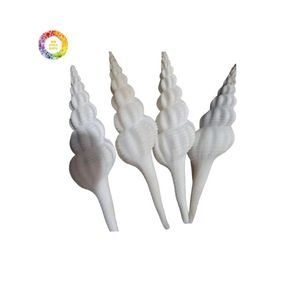 เปลือกหอยเปลือกหอยขัดมันรูปทรงพิเศษสำหรับตกแต่งตู้ปลาและงานฝีมือของตกแต่งบ้านผู้จำหน่ายจากเวียดนาม - Product Image 6