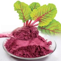 Énergie naturelle et antioxydants stimulés Produit agricole Avantages incroyables de la poudre de poudre de betterave pour votre corps