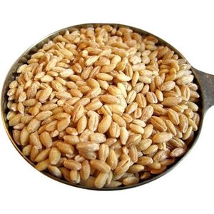 Cereales de trigo de grano entero, calidad superior, para consumo humano - Product Image 2