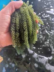 Algues de mer déshydratées Caulerpa Lentillifera, algues de haute qualité, vente en gros, exportation du Vietnam - Product Image 2