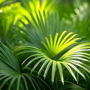 Aceite esencial puro de Saw Palmetto - Product Image 5