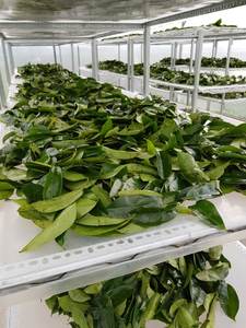 ใบสดจากเวียดนามใบ100% สำหรับการส่งออก2025ขายดี - Product Image 5