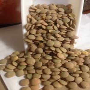 ถั่วเขียวแห้งจากแคนาดา - Product Image 4