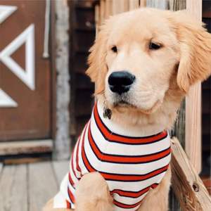 Sweat-shirt de rugby personnalisable Vêtements de sport de haute qualité pour les équipes de rugby Parfait pour l'entraînement et les vêtements décontractés - Product Image 3