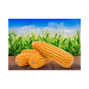 Maíz Amarillo a Granel, No Transgénico, Nueva Cosecha, Granos Limpios y Secos, Grado Alimenticio, Ideal para Molienda y Alimentación Animal de Alto Contenido Energético - Product Image 5