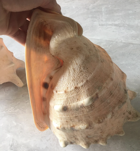 Coquille de Cassis cornuta finie à la main en provenance du Vietnam, dotée d'un matériau robuste pour la décoration marine et l'artisanat sur mesure - Product Image 4