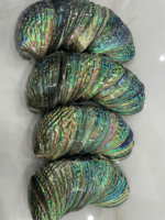 Tailles multiples pour polir la coquille d'ormeau pour la sauge, Offres Spéciales belle coquille d'ormeau brut polonais/naturel intact