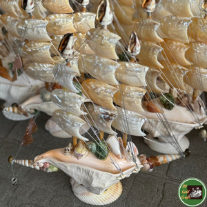 Decoración natural del océano, material de conchas marinas para artículos decorativos hechos a mano y recuerdos de Vietnam. - Product Image 4