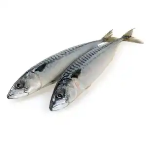 बेहतर गुणवत्ता वाली ताज़ा ठंडी येलोफिन टूना मछली, उत्तम डाइनिंग मेनू के लिए उत्तम, थोक मात्रा में उपलब्ध है