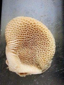 เนื้อควายแบบพรีเมี่ยมรังผึ้งสุกนุ่มกระเพาะเนื้อสำหรับอาหารจานอร่อย - Product Image 3