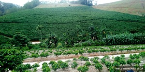 Café Brésilien Arabica - Santos & Rio Minas - Fermes d'Altitude en Minas Gerais - Vrac - Durée de Conservation de 12 Mois - Séché en Entrepôt - Product Image 1