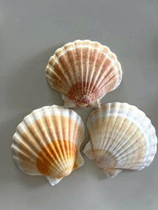 Concha de Vieira Natural, Concha de Pata de León Blanca, Tesoro del Océano, Concha Marina Auténtica de Gran Tamaño para Decoración de Interiores de Casas Costeras - Product Image 2