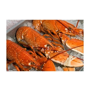 Homard surgelé de qualité supérieure à prix avantageux / Queues de homard surgelées à vendre / Homards frais vivants livrés express - Product Image 3