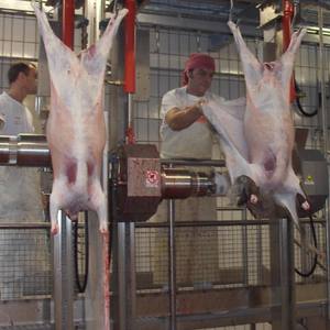 Carcasa de cordero fresca congelada, carne de oveja halal procesada con hueso, con excelente estabilidad en el almacenamiento y lista para exportación. - Product Image 6