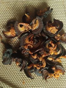 Venta al por mayor de caracoles secos de África limpiados y envasados al vacío