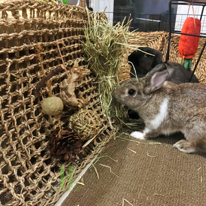 Nouveaux produits tapis en jonc de mer naturel pour petit animal de compagnie tapis artisanal à mâcher pour lapin Hamster perroquet taille OEM au Vietnam - Product Image 6