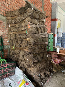 PALO DE ESCOBA DE COCO VIETNÁMICO AUTÉNTICO/SOSTENIBLE Y FUERTE/HECHO EN VIETNAM - Product Image 2