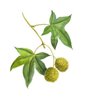 Hojas de Sycamore Premium TOS, Marca Privada, Alta Calidad, 250g, Ingrediente Herbal Seco Natural de Turquía, 48 Meses de Vida Útil - Product Image 4