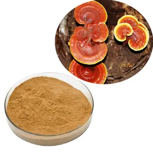 Top Selling Natural Mushroom Powder Pure Mushroom Extract Powder with Private Label at Best Price from Indian Suppliers